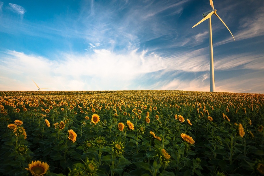 sunflowers-1853323_1920