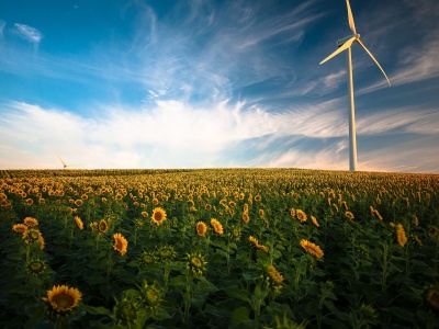 sunflowers-1853323_1920